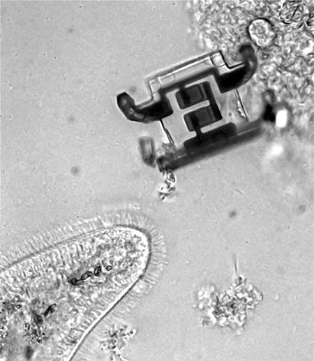 		 Black and white square with apendages
	
