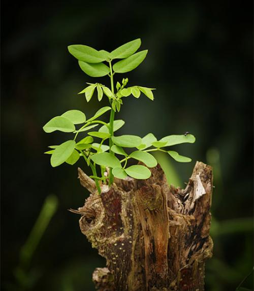 		 A sapling
	