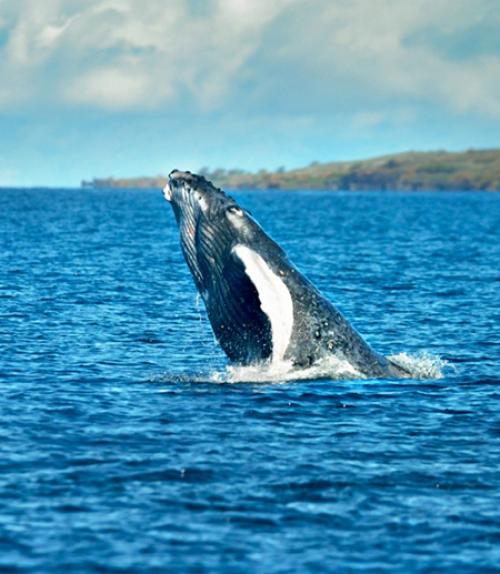 		 A humpback whale surfaces in Hawaii.
	