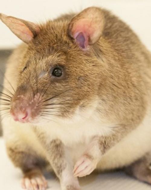 		 rat
	