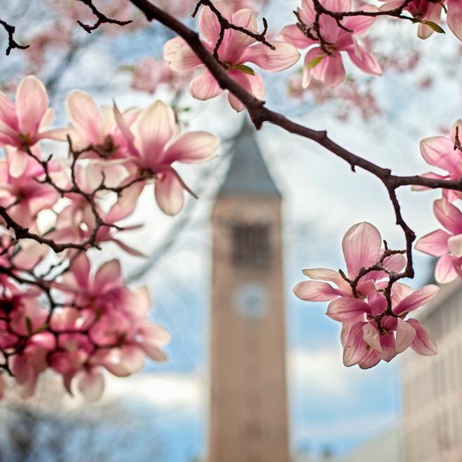 		Large pink blooms foreground a bell tower
	