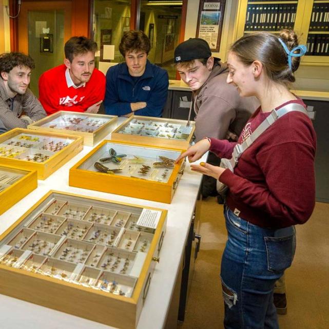 Seven people cluster around a table holding wooden boxes of butterfly specimens