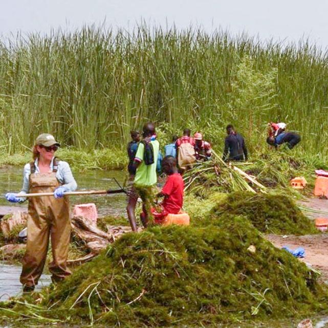 Several people work with rakes, wearing waders, to build piles of green foliage in an area with wet ground
