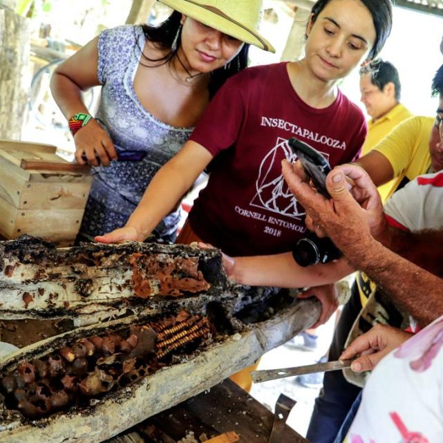 Five people cluster around an open log full of bees