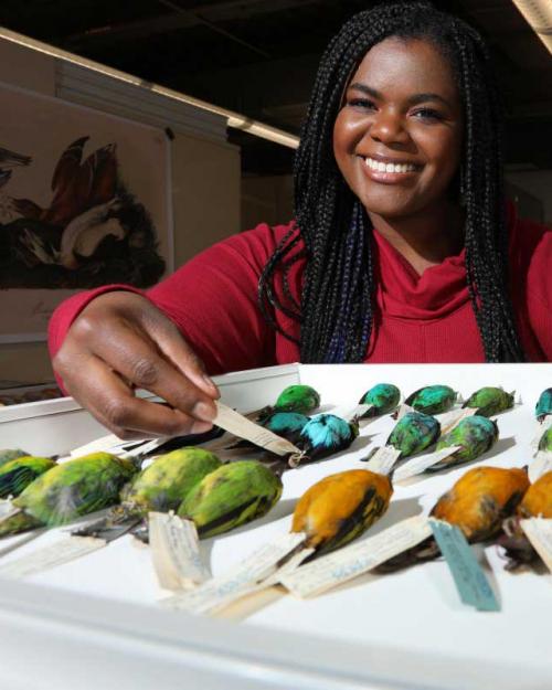 Person with display of bird specimens