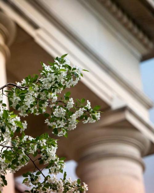 Tree in bloom outside building with marble columns