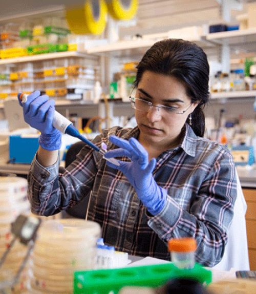  A researcher fills tubes in a lab