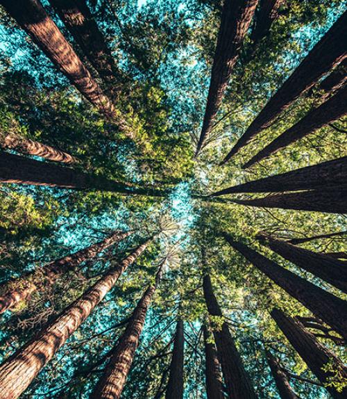 trees in a circle with the sky showing through