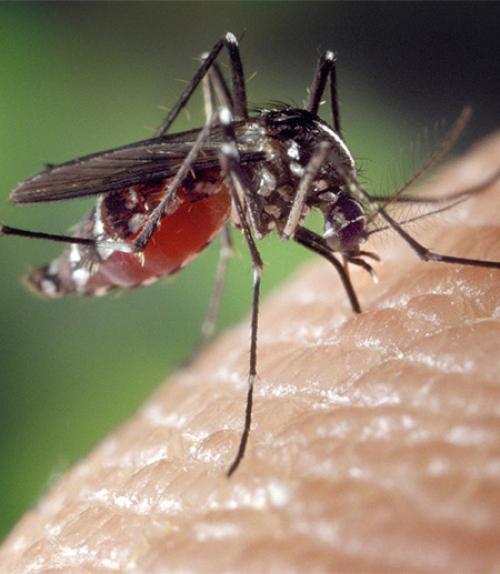  A mosquito lands on skin